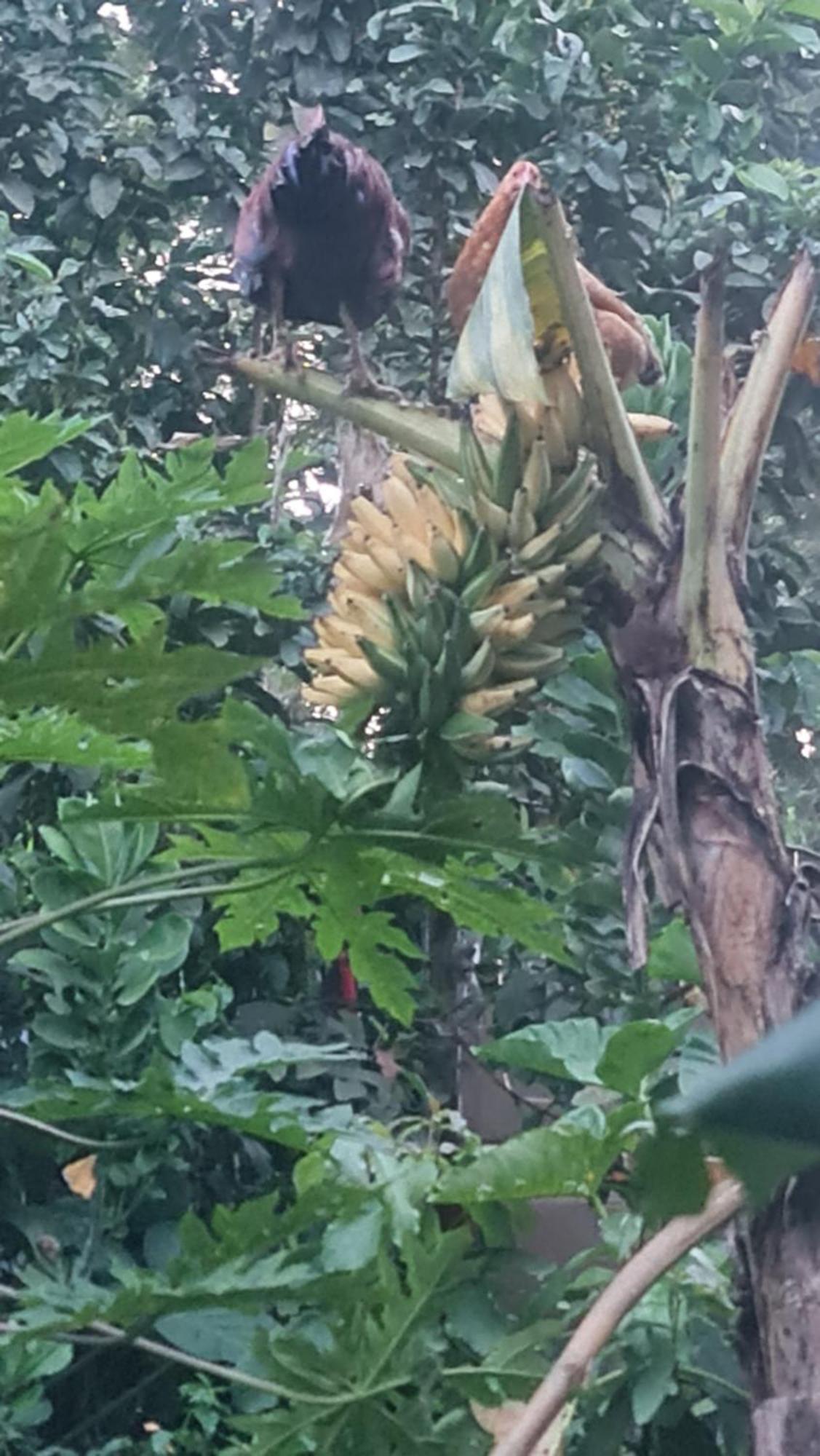 Holiday Cottage By The River, Arusha Luaran gambar